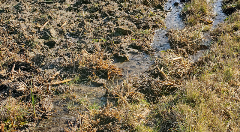 Soil erosion that results in small gullies in the same flow area that can be obscured by tillage or other soil distribution activities. This concern can be easily hidden by tillage activities in the field.
 
Ephemeral gullies can cause several tons per acres of soil loss in a field per year. Some conservation practices to consider when controlling this type of erosion is cover crops, grassed waterways, and critical area seedings. Ephemeral Gully Erosion