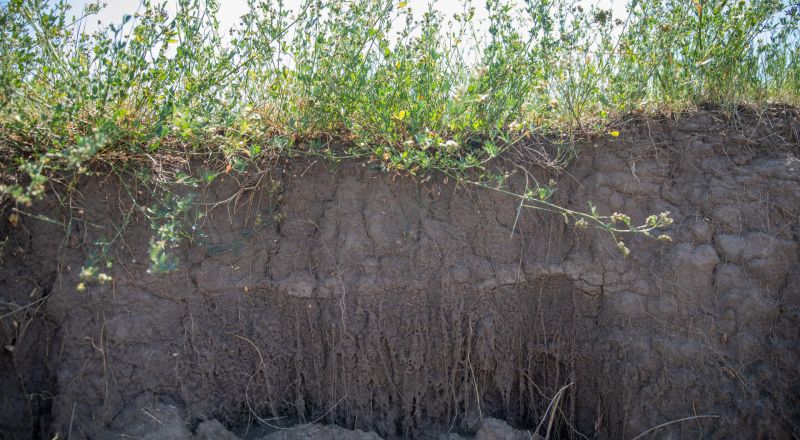 Classic gullies tend to form a branching pattern. These types of gullies are too wide and deep to be hidden by tillage. This type of erosion generally advances upstream with a define head cut. This type of gully should have well define side walls. Classic gully erosion removes valuable surface soil. The deposition of eroded materials can obstruct roadways and fill drainage channels and result in top soil losses. Classic Gully Erosion