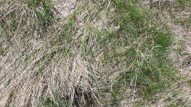 Excessive litter, inadequate structure, or undesirable plant health.