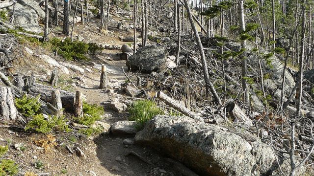 Trail to Harney Peak (May 2012). Unmanaged forest leads to overpopulation and the unhealthy trees are subsequently decimated by beetles.