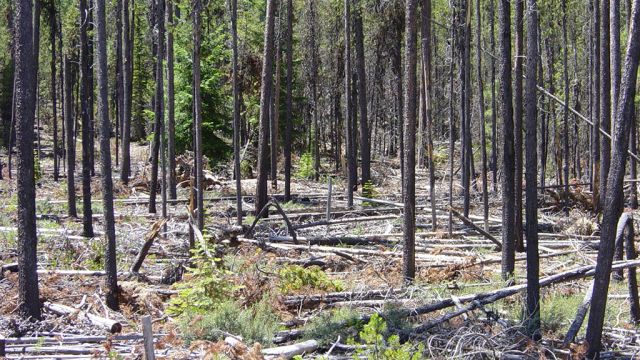 Photo shows overpopulated stand that is dying due to nutrient competition and/or insects. (Lack of resource management).