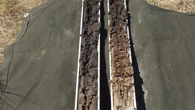 These soil cores (taken 100 yards_ apart) show a comparison between the same soils but with different management histories. Left is native prairie, right has been hayland for 50 years.