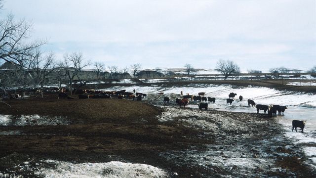 Excess bio-solids. Concern includes livestock allowed direct and pro-longed access to surface water (as opposed to cattle crossings, etc.)