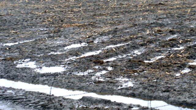Photo shows surface irrigation water ponding as a result of slow infiltration (poor soil structure) or saturation (over application).